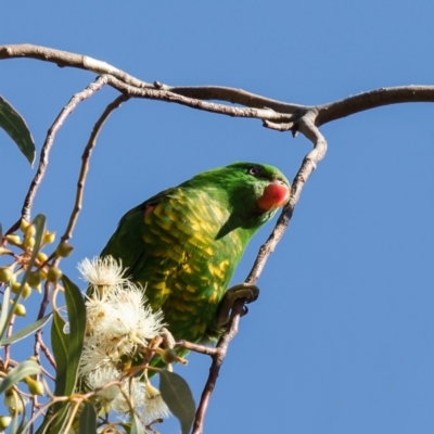Trichoglossus chlorolepidotus (Scaly-breasted Lorikeet) at Hackett, ACT - 19 May 2021 by Roger