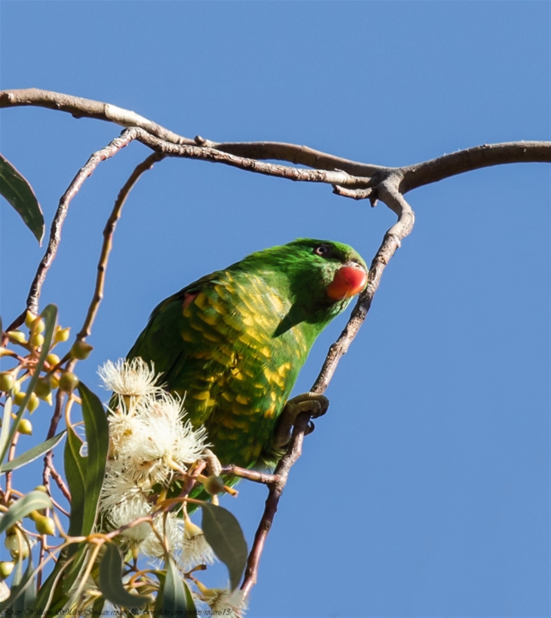 Trichoglossus chlorolepidotus at Hackett, ACT - Canberra & Southern ...