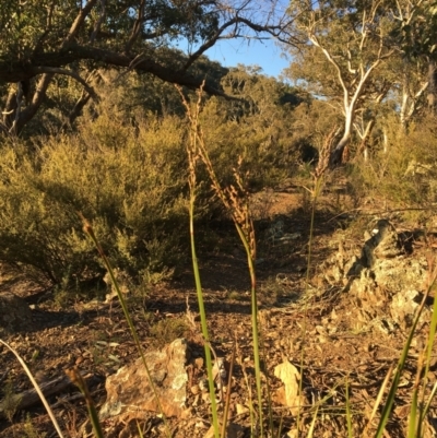 Lepidosperma laterale (Variable Sword Sedge) at Molonglo Gorge - 18 May 2021 by JaneR