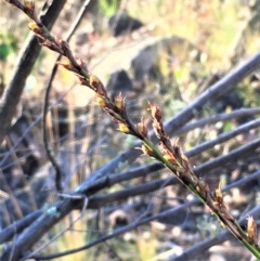 Lepidosperma laterale at Kowen, ACT - 18 May 2021