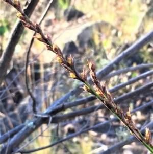 Lepidosperma laterale at Kowen, ACT - 18 May 2021 04:24 PM