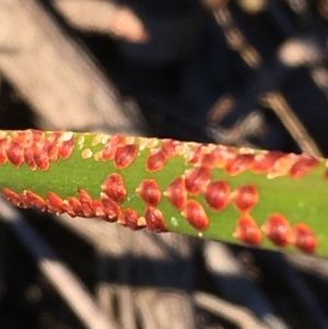 Lepidosperma laterale at Kowen, ACT - 18 May 2021