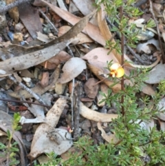 Pultenaea microphylla at Kowen, ACT - 18 May 2021