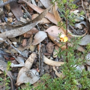 Pultenaea microphylla at Kowen, ACT - 18 May 2021