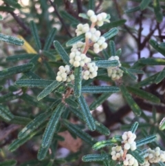 Pomaderris angustifolia (Pomaderris) at Molonglo Gorge - 18 May 2021 by JaneR