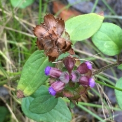 Prunella vulgaris (Self-heal, Heal All) at Molonglo Gorge - 18 May 2021 by JaneR