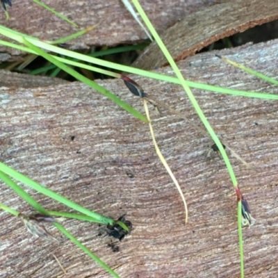 Schoenus apogon (Common Bog Sedge) at Kowen, ACT - 18 May 2021 by JaneR