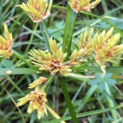 Cyperus eragrostis (Umbrella Sedge) at Molonglo Gorge - 18 May 2021 by JaneR