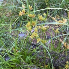 Cyperus eragrostis at Kowen, ACT - 18 May 2021