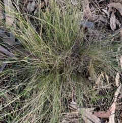 Nassella trichotoma (Serrated Tussock) at City Renewal Authority Area - 18 May 2021 by JanetRussell
