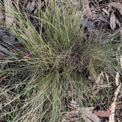 Nassella trichotoma (Serrated Tussock) at Reid, ACT - 18 May 2021 by JanetRussell