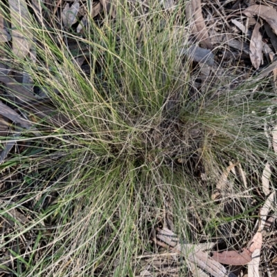 Nassella trichotoma (Serrated Tussock) at Reid, ACT - 18 May 2021 by JanetRussell