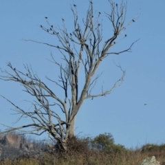 Sturnus vulgaris (Common Starling) at Rendezvous Creek, ACT - 19 May 2021 by KMcCue