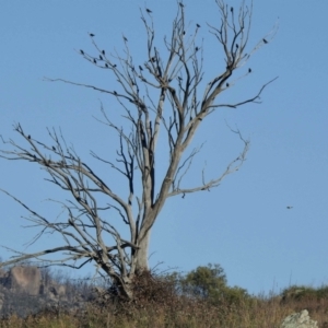 Sturnus vulgaris at Rendezvous Creek, ACT - 19 May 2021