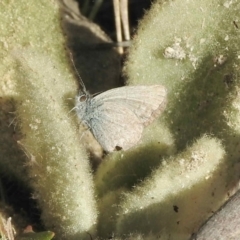Zizina otis (Common Grass-Blue) at Rendezvous Creek, ACT - 19 May 2021 by KMcCue