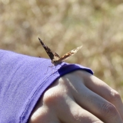 Junonia villida (Meadow Argus) at Rendezvous Creek, ACT - 19 May 2021 by KMcCue