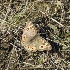 Junonia villida at Rendezvous Creek, ACT - 19 May 2021