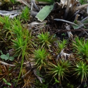 Polytrichaceae sp. (family) at Reidsdale, NSW - 29 Mar 2021