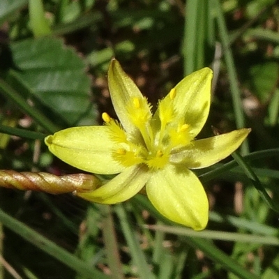 Tricoryne elatior (Yellow Rush Lily) at Reidsdale, NSW - 29 Mar 2021 by JanetRussell