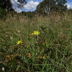 Tricoryne elatior at Reidsdale, NSW - 29 Mar 2021