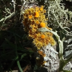 Teloschistes sp. (genus) (A lichen) at QPRC LGA - 29 Mar 2021 by JanetRussell