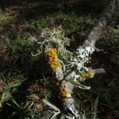 Teloschistes sp. (genus) at Majors Creek, NSW - 29 Mar 2021