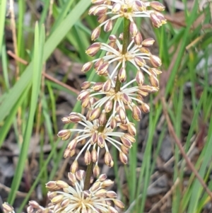 Lomandra multiflora at Cook, ACT - 16 Oct 2020 09:50 AM