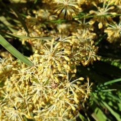 Lomandra multiflora (Many-flowered Matrush) at Cook, ACT - 26 Nov 2020 by drakes