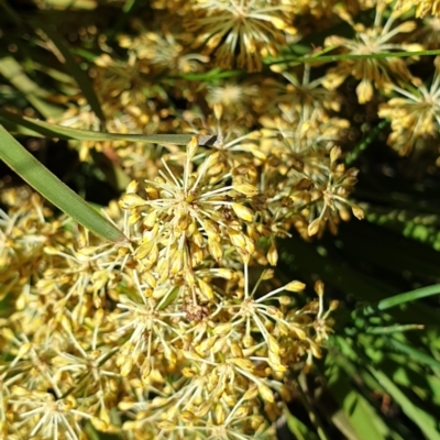 Lomandra multiflora (Many-flowered Matrush) at Cook, ACT - 26 Nov 2020 by drakes