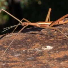 Didymuria violescens (Spur-legged stick insect) at Tennent, ACT - 18 May 2021 by sbittinger