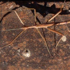 Didymuria violescens at Tennent, ACT - 18 May 2021 01:53 PM