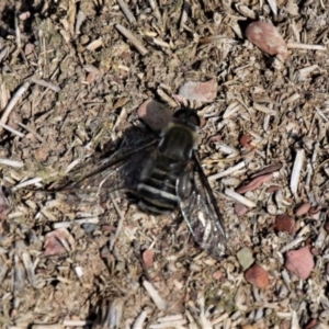 Villa sp. (genus) at Forde, ACT - 17 Apr 2021 02:25 PM