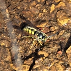 Vespula germanica (European wasp) at Forde, ACT - 17 Apr 2021 by HarveyPerkins