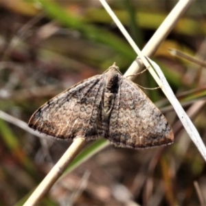 Chrysolarentia mecynata at Forde, ACT - 17 Apr 2021