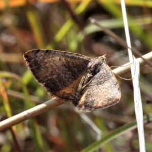 Chrysolarentia mecynata at Forde, ACT - 17 Apr 2021