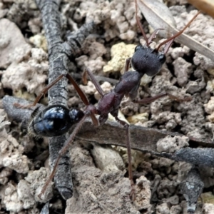 Myrmecia simillima at Forde, ACT - 17 Apr 2021 02:29 PM