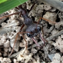 Myrmecia simillima at Forde, ACT - 17 Apr 2021 02:29 PM