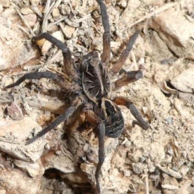 Tasmanicosa sp. (genus) (Tasmanicosa wolf spider) at Forde, ACT - 17 Apr 2021 by HarveyPerkins