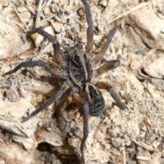 Tasmanicosa sp. (genus) (Unidentified Tasmanicosa wolf spider) at Forde, ACT - 17 Apr 2021 by HarveyPerkins