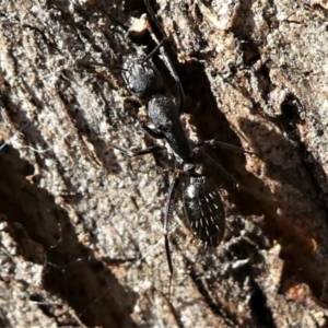 Camponotus nigroaeneus at Forde, ACT - 17 Apr 2021