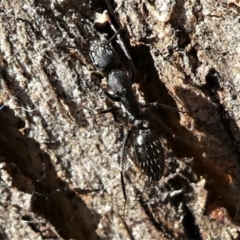 Camponotus nigroaeneus (Sugar ant) at Forde, ACT - 17 Apr 2021 by HarveyPerkins