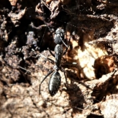 Camponotus nigroaeneus at Forde, ACT - 17 Apr 2021