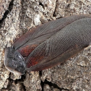 Laxta granicollis at Forde, ACT - 17 Apr 2021 03:18 PM