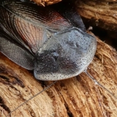 Laxta granicollis at Forde, ACT - 17 Apr 2021