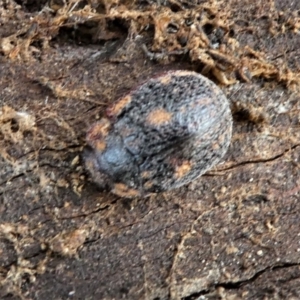 Trachymela sp. (genus) at Forde, ACT - 17 Apr 2021 03:19 PM