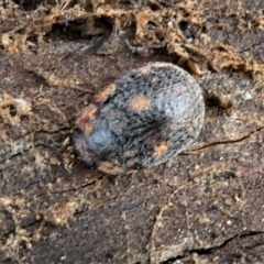 Trachymela sp. (genus) (Brown button beetle) at Forde, ACT - 17 Apr 2021 by HarveyPerkins
