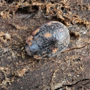Trachymela sp. (genus) at Forde, ACT - 17 Apr 2021