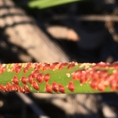 Coccoidea (superfamily) (Mealy bug or scale insect) at Molonglo Gorge - 18 May 2021 by JaneR