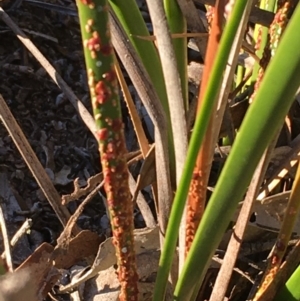 Coccoidea (superfamily) at Kowen, ACT - 18 May 2021 04:24 PM