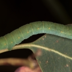 Geometridae (family) IMMATURE at Bruce, ACT - 2 Dec 2020 by Bron